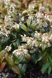 Leucothoe fontanesiana Crimson Globe